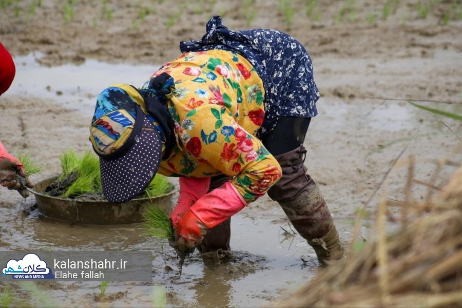 جشنواره نشای برنج در موزه میراث روستایی گیلان