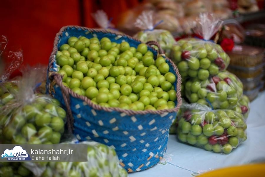 جشنواره آلوچه (9)