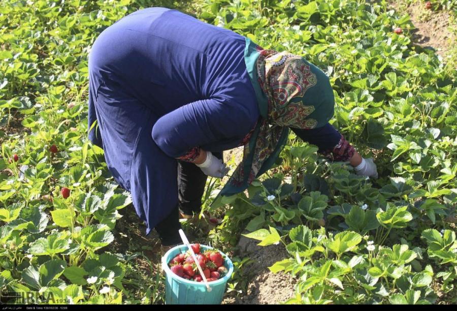 برداشت بیش از ۲ هزار تن توت فرنگی در گیلان