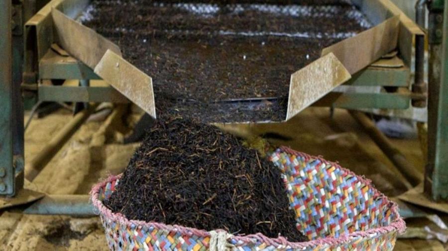 فعالان صنعت چای خواستار واردات بیشتر چای در ماه های آینده شدند