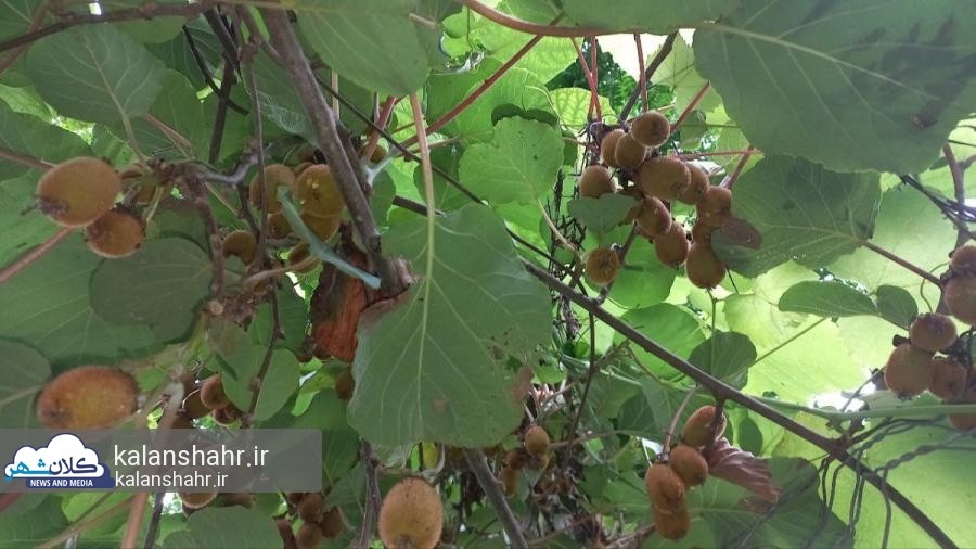 آستارا و تالش پیشرو در صادرات محصول استراتژیک کیوی
