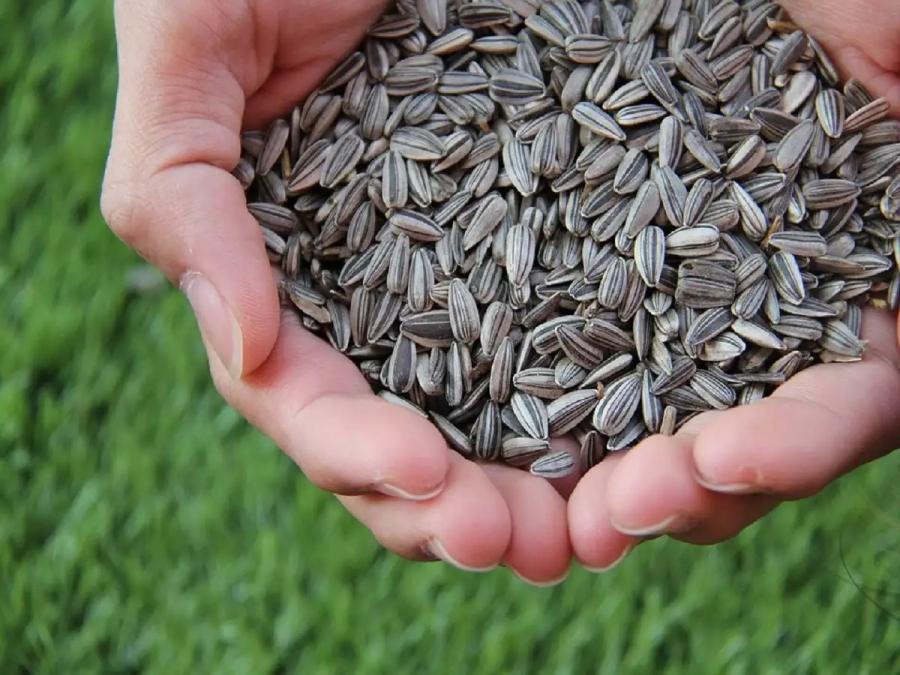 آیا خوردن تخمه اعتیادآور است؟