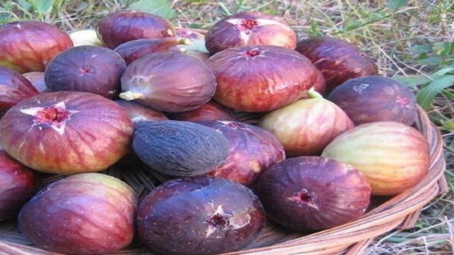 برداشت انجیر گیلان توسط ۲۰۰۰ باغدار