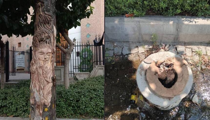 قطع یک درخت  در تهران به خاطر نقش زن روی آن؟