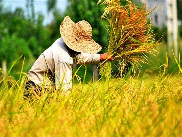 قیمت برنج در گیلان با توجه به هزینه بالای تولید واقعی نیست