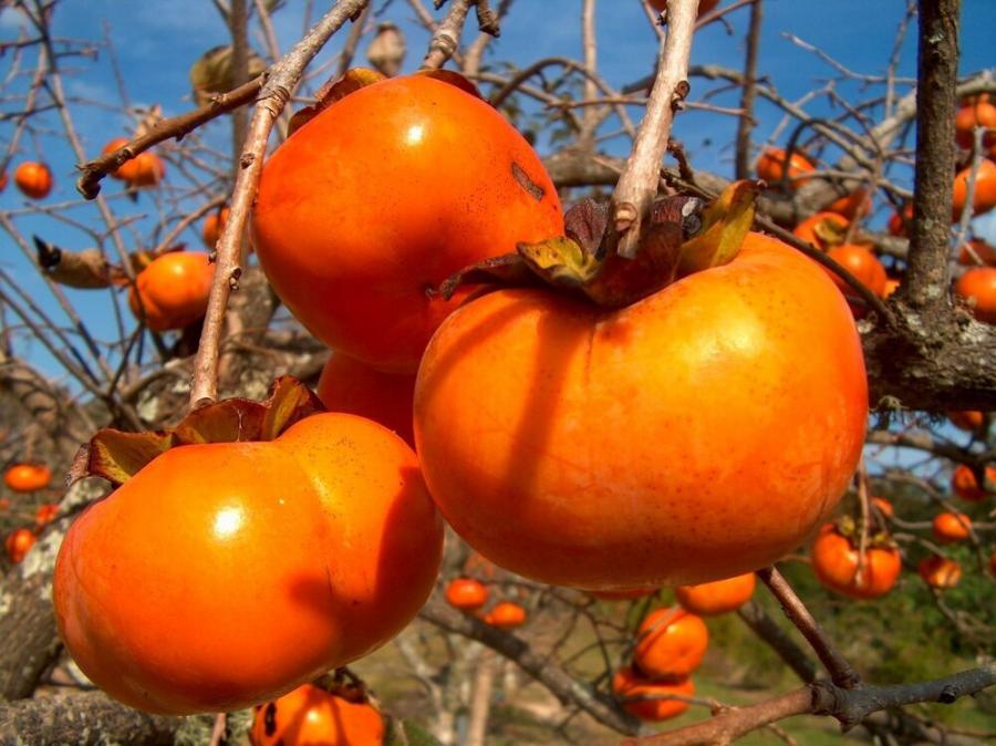خرمالوی گیلان به بازار آمد/ خرمالو کیلویی چند؟