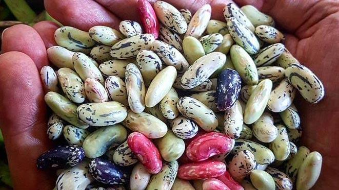 برداشت «باقلا»ی محبوب شروع شد