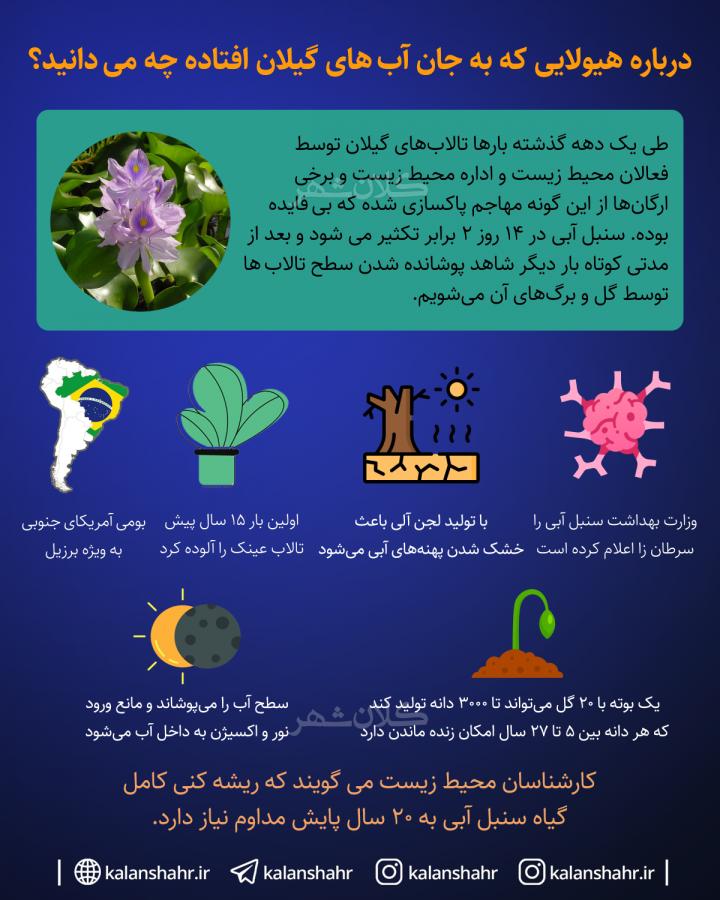 درباره هیولایی که به جان آب های گیلان افتاده چه می دانید؟
