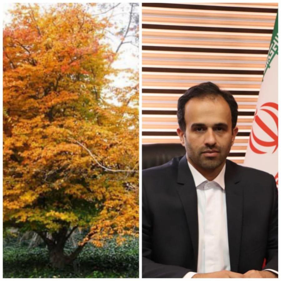 کاشت ۱۸هزار درخت بومی و احداث چند پارک در رشت