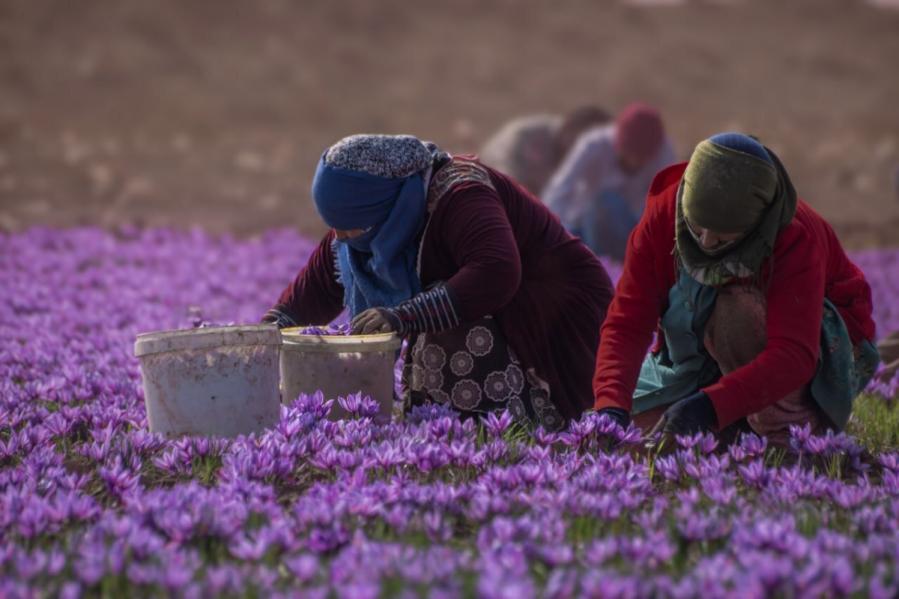 قیمت هر کیلو زعفران صادراتی در قطب تولید زعفران جهان از 33 میلیون تا 65 میلیون تومان 