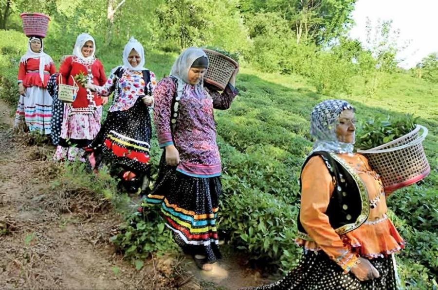 آینده چای را بسیار تیره و تار می بینم