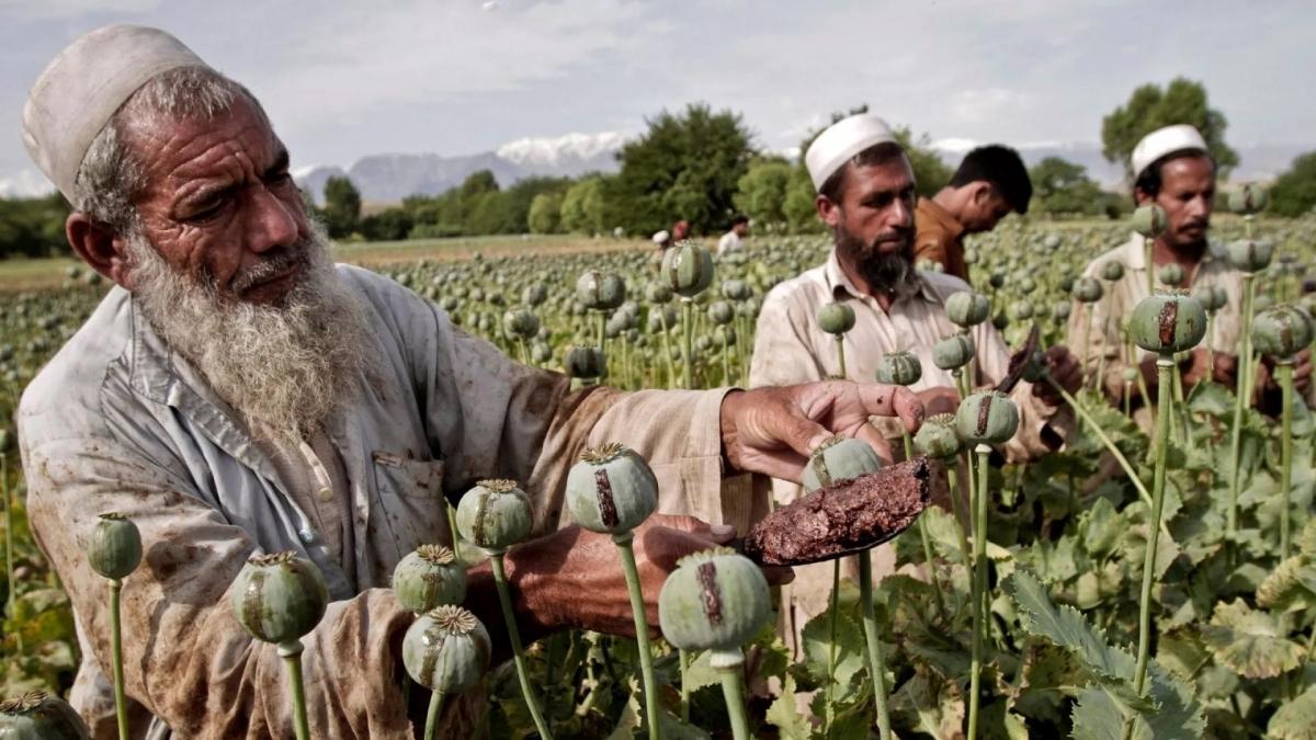 قیمت جهانی هر کیلو تریاک به حدود ۲۰ میلیون تومان رسید