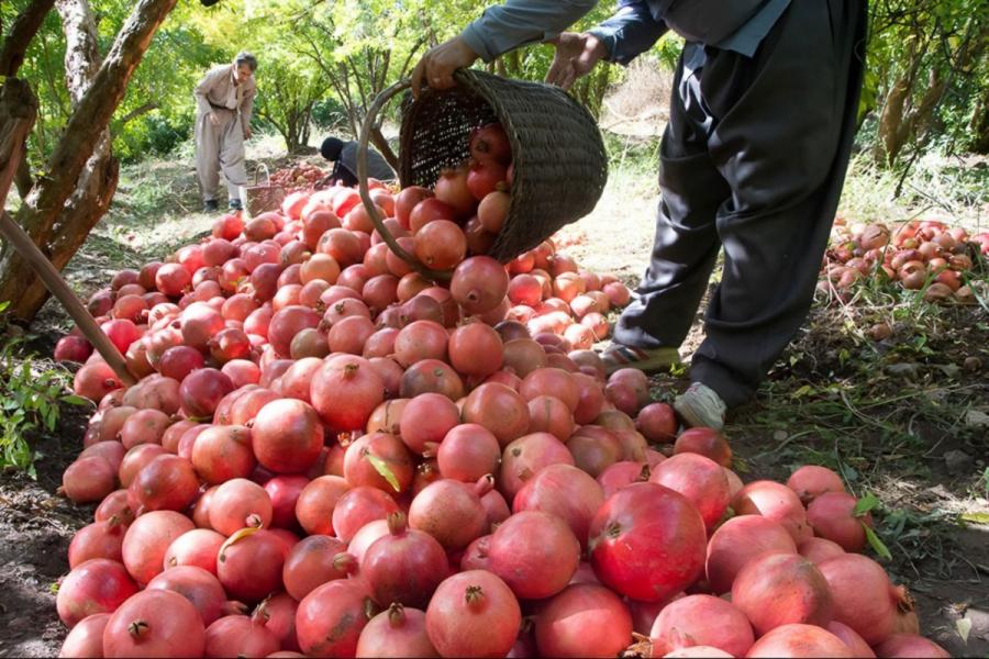 انار شب یلدا تامین است/ ایران رتبه سوم تولید انار در جهان