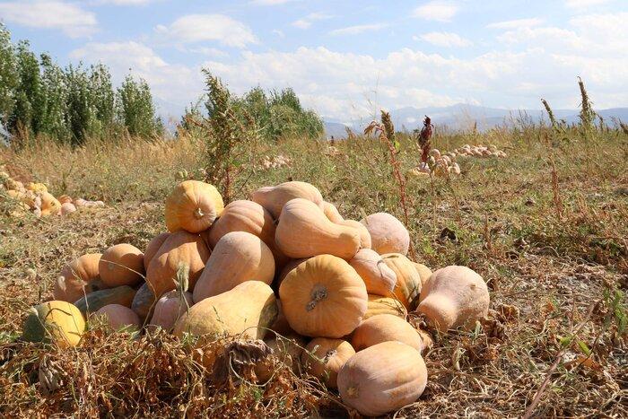 ادامه برداشتِ کدوی ارگانیک در گیلان تا مهرماه