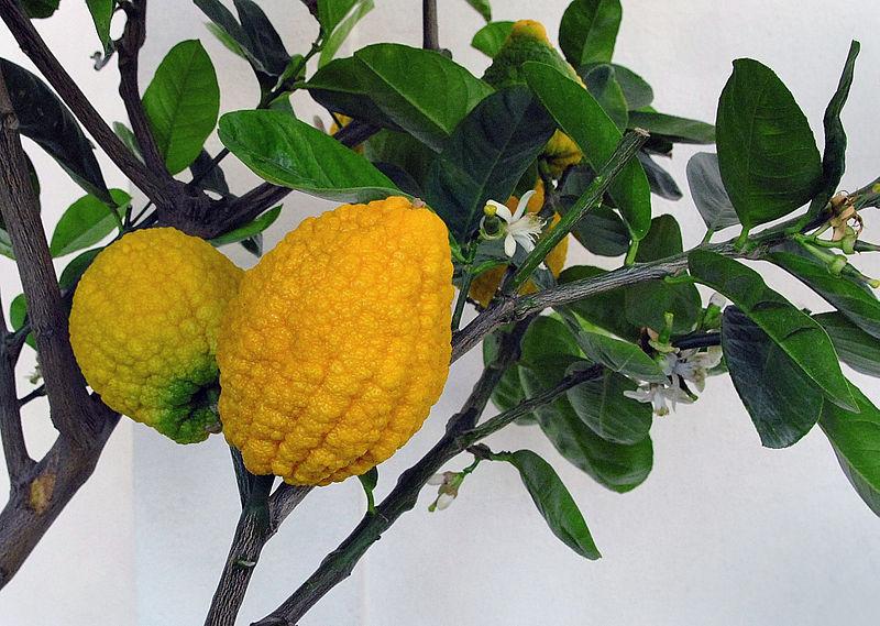 به جای یاس هلندی در ورودی رشت بادرنگ بکاریم
