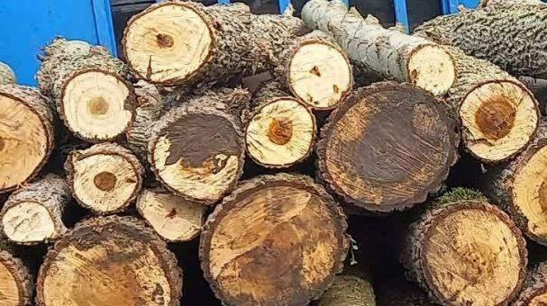 توقیف خودرو‌های حامل چوب قاچاق در ماسال