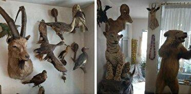 کشف حیوات تاکسیدرمی شده از یک خانه در رشت