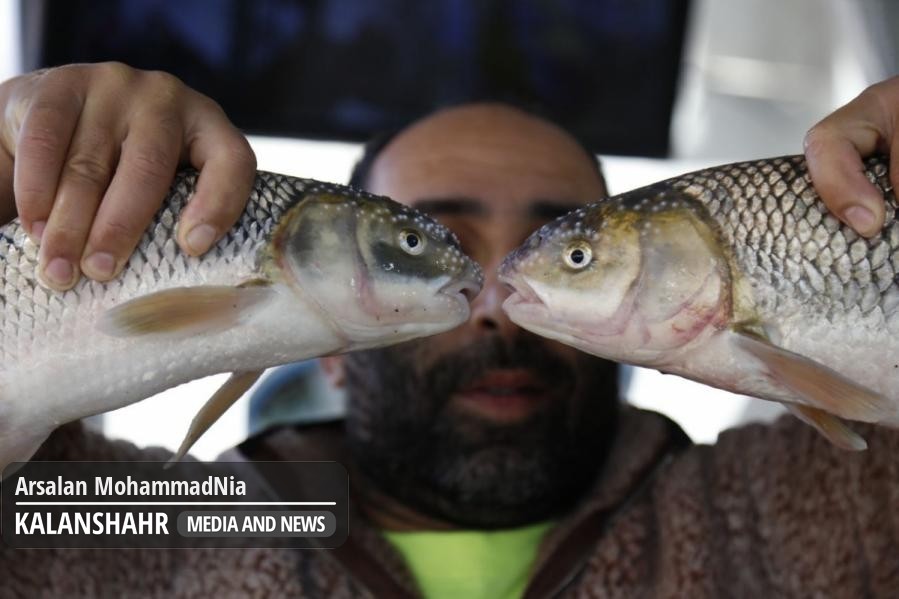 گزارش تصویری؛آخرین روزهای صید ماهیان استخوانی به روش پَره در گیلان