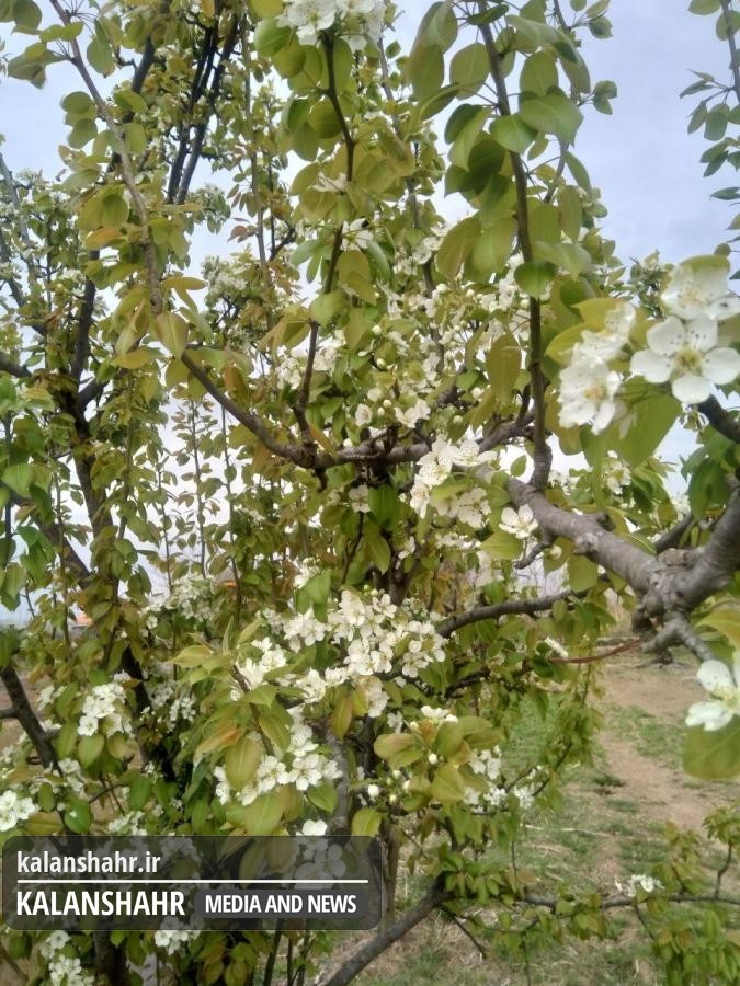 پیشنهاد کاشت «خوج» به جای یاس هلندی در ورودی شهر رشت