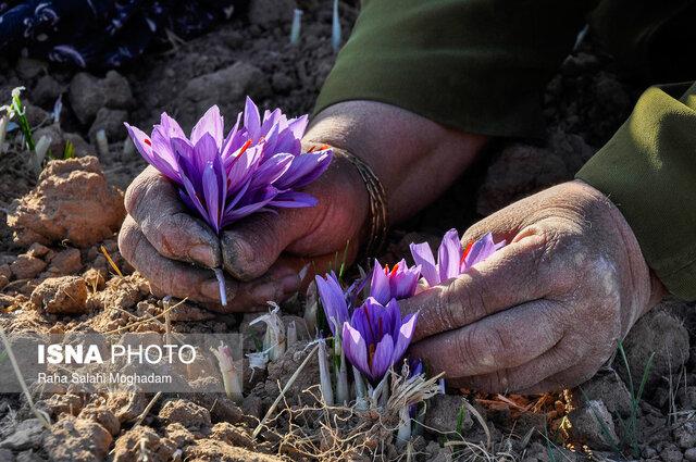 زعفران ایران به اسم کشورهای دیگر صادر می‌شود
