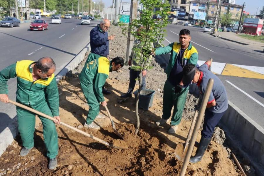 آغاز کاشت درختان بومی و هیرکانی در ورودی رشت از میدان گیل تا باغ رضوان/عکس
