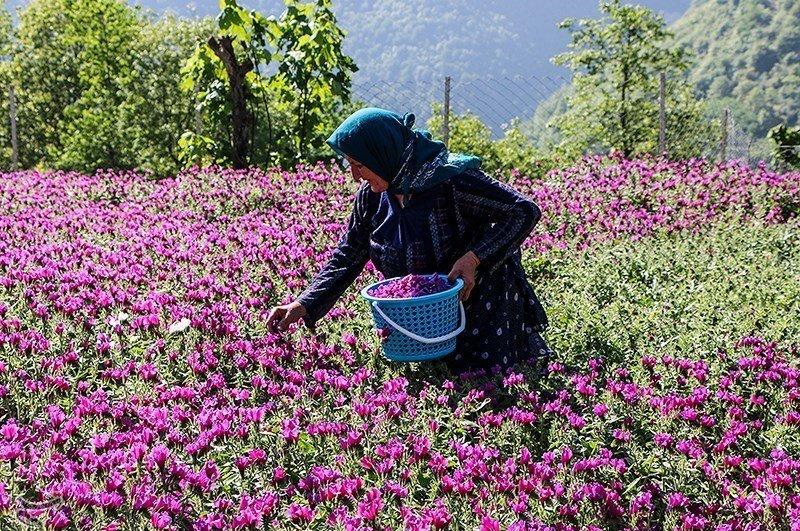 برداشت گل گاوزبان در رودسر شروع شد