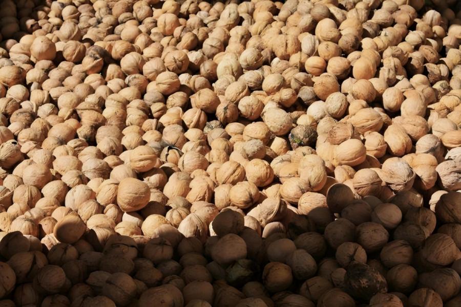 کشف ۷۰۰ کیلو گردوی قاچاق در رودبار