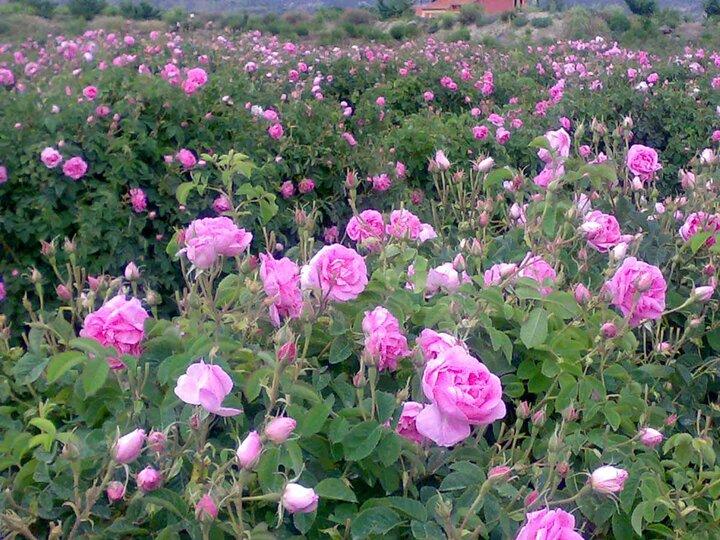 گیلان نیز به عطر گل محمدی آگین شد