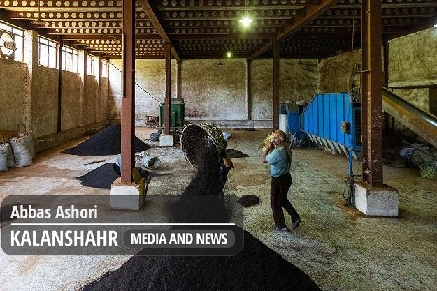 ۱۵۰ کارخانه، برگ سبز چای تولیدی کشور را می‌خرند