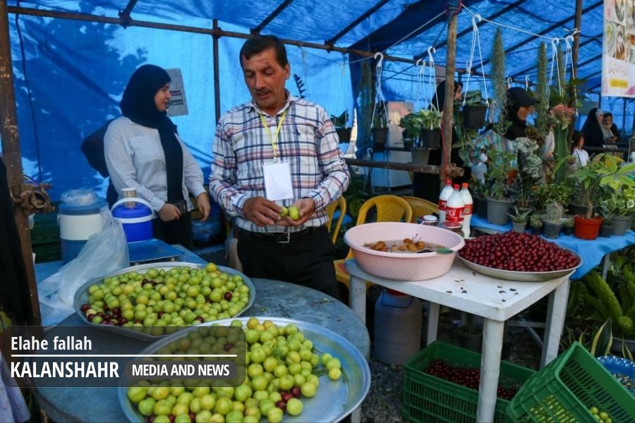 گزارش تصویری؛جشنواره آلوچه در گوراب زرمیخ صومعه سرا