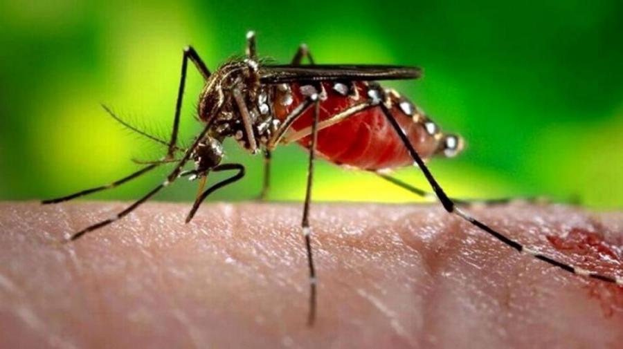 گزش پشه در استان های شمالی و جنوبی کشور می تواند آئدس باشد