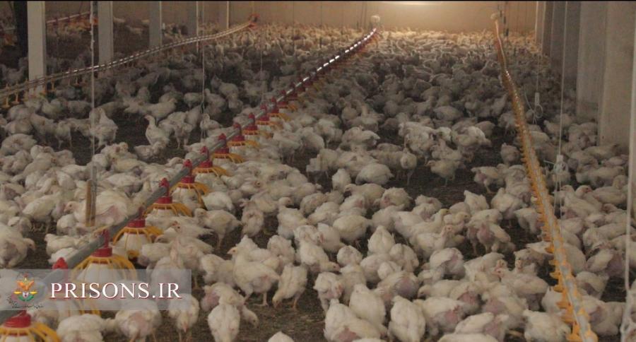 عرضه ۱۵ تُن مرغ گوشتی به بازار با تلاش زندانیان لاهیجانی
