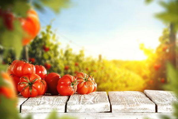 ایرانی ها نخستین بار کجا گوجه فرنگی خوردند؟