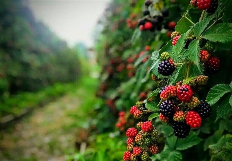 برندسازی در رشت با برگزاری جشنواره تمشک تنها میوه ارگانیک ایران