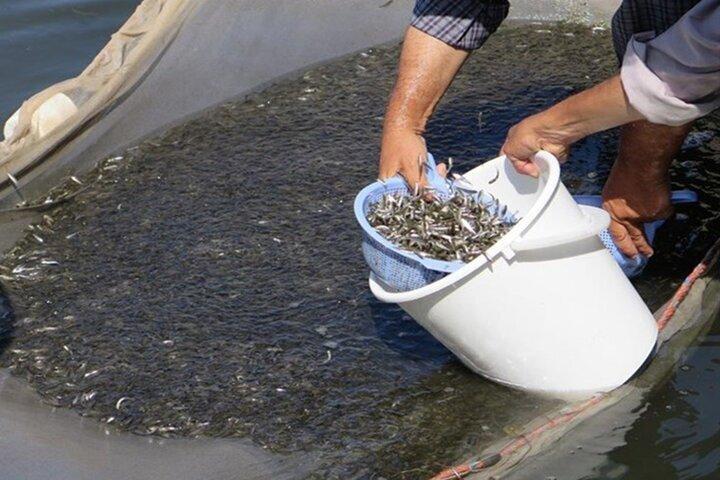 رها سازی بیش از ۲ میلیون قطعه بچه ماهیان استخوانی در حوزه دریای کاسپین