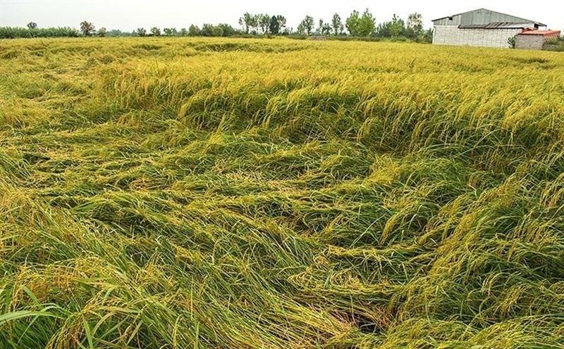 خوابیدگی ۱۰ درصد شالیزار های گیلان در مرحله برداشت برنج