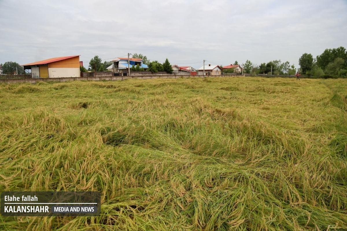 گزارش تصویری؛ خسارت باران تابستانی به برنج های در آستانه ی دروی گیلان