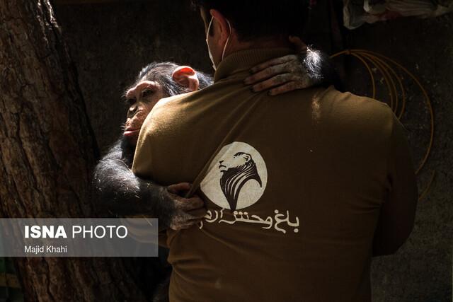 ۶۰ درصد از حیوانات باغ وحش ارم «پیر» هستند