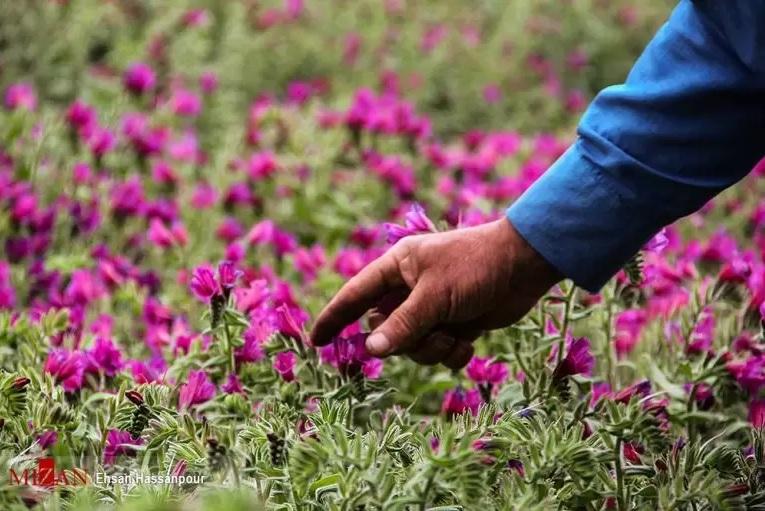 این ۸ بوته، صدرنشین گیاهان دارویی گیلان هستند