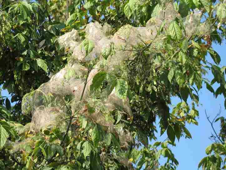 پروانه آمریکایی