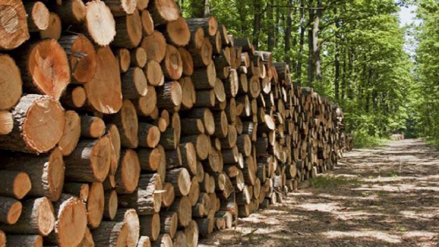 کشف بیش از ۵ تن چوب قاچاق در رضوانشهر