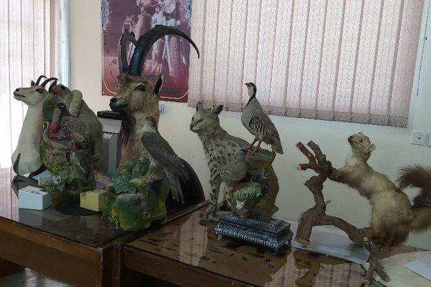 نمونه های تاکسیدرمی از فضای ادارات محیط زیست جمع آوری شود