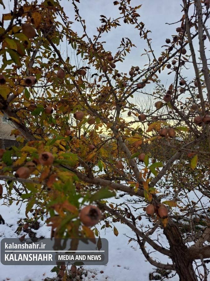 به تماشای «کونوس کله» در خیابان جوان رشت/تصاویر