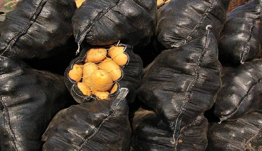 سیب‌زمینی ارزان شد