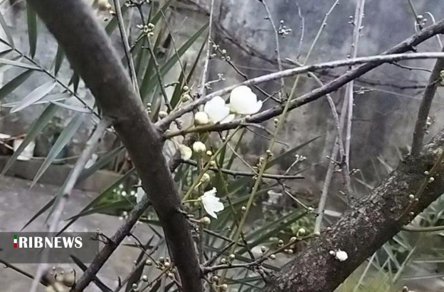 ۳۵ روز مانده به بهار درختان آلوچه در صومعه سرا شکوفه دادند