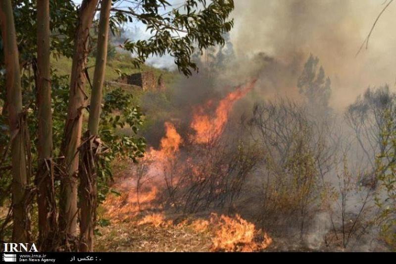 به دلیل باد گرم، در جنگل‌های گیلان آتش روشن نکنید