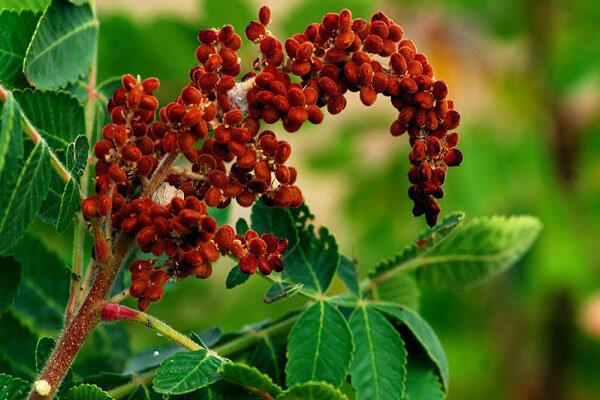 سماق؛ ادویه‌ای خوش‌طعم با چاشنی سلامت