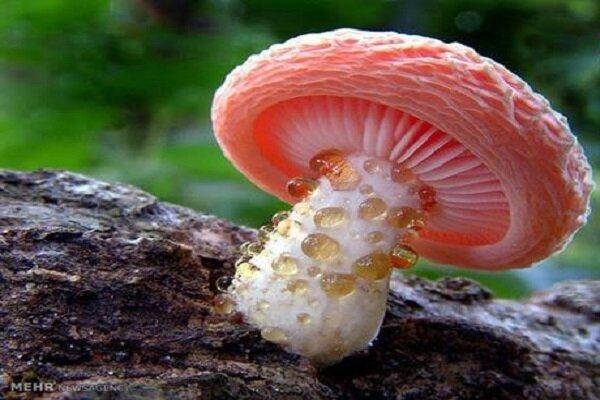 قارچ‌هایی با ظاهری فریبنده، تهدیدی جدی در فصل بهار