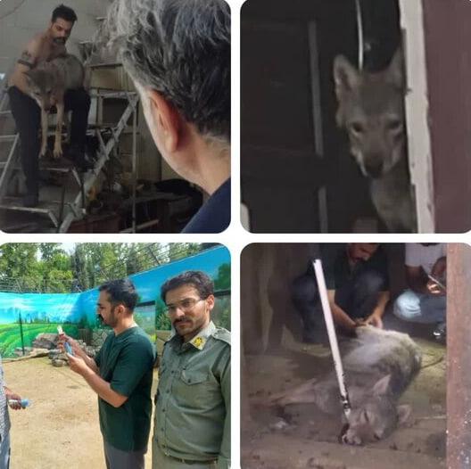 کشف و نجات یک گرگ در مغازه مرد کرجی