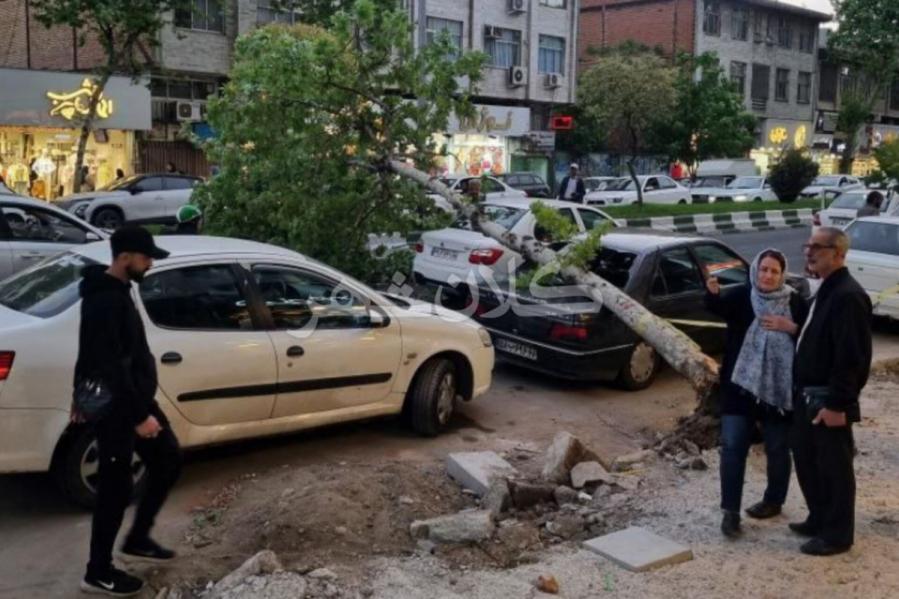 درخت های جوانی که تابِ ایستادن ندارند و سقوط می  کنند